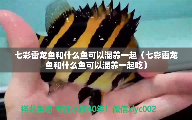 七彩雷龍魚和什么魚可以混養(yǎng)一起（七彩雷龍魚和什么魚可以混養(yǎng)一起吃）