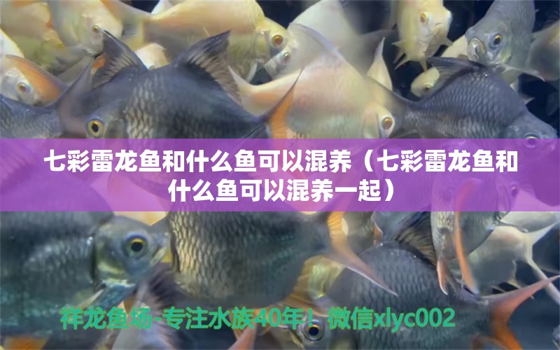 七彩雷龍魚和什么魚可以混養(yǎng)（七彩雷龍魚和什么魚可以混養(yǎng)一起） 廣州龍魚批發(fā)市場