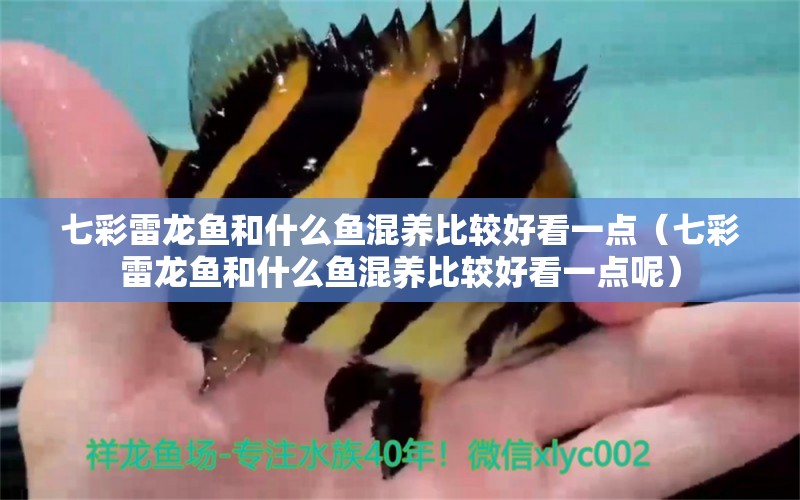 七彩雷龍魚和什么魚混養(yǎng)比較好看一點（七彩雷龍魚和什么魚混養(yǎng)比較好看一點呢）