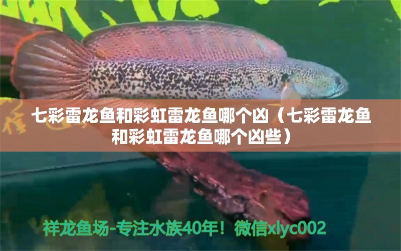 七彩雷龍魚(yú)和彩虹雷龍魚(yú)哪個(gè)兇（七彩雷龍魚(yú)和彩虹雷龍魚(yú)哪個(gè)兇些）