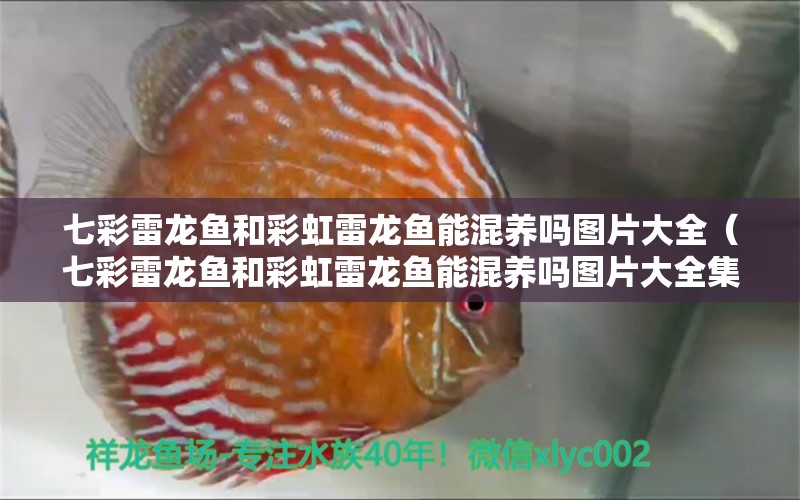 七彩雷龍魚和彩虹雷龍魚能混養(yǎng)嗎圖片大全（七彩雷龍魚和彩虹雷龍魚能混養(yǎng)嗎圖片大全集）