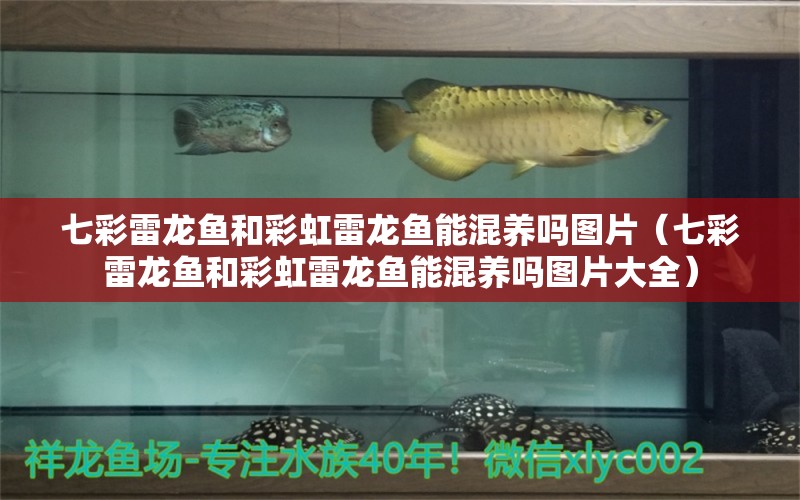 七彩雷龍魚(yú)和彩虹雷龍魚(yú)能混養(yǎng)嗎圖片（七彩雷龍魚(yú)和彩虹雷龍魚(yú)能混養(yǎng)嗎圖片大全）