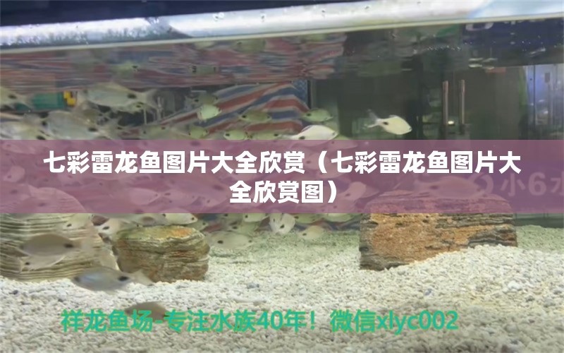 七彩雷龍魚圖片大全欣賞（七彩雷龍魚圖片大全欣賞圖）