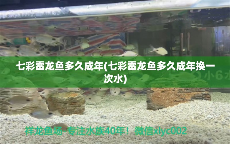 七彩雷龍魚多久成年(七彩雷龍魚多久成年換一次水) 大嘴鯨魚