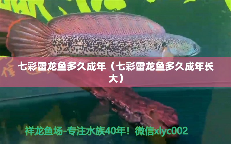 七彩雷龍魚多久成年（七彩雷龍魚多久成年長大） 廣州龍魚批發(fā)市場