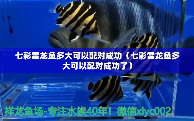 七彩雷龍魚多大可以配對(duì)成功（七彩雷龍魚多大可以配對(duì)成功了）