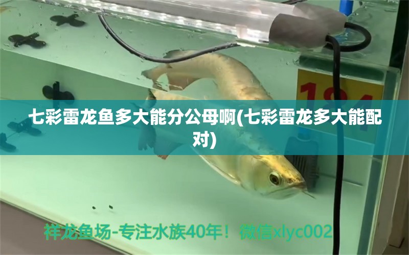 七彩雷龍魚多大能分公母啊(七彩雷龍多大能配對)