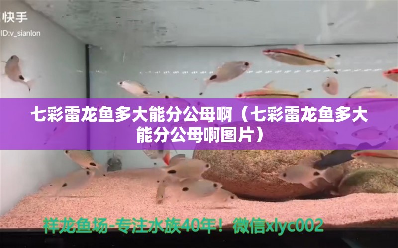 七彩雷龍魚多大能分公母?。ㄆ卟世堲~多大能分公母啊圖片）