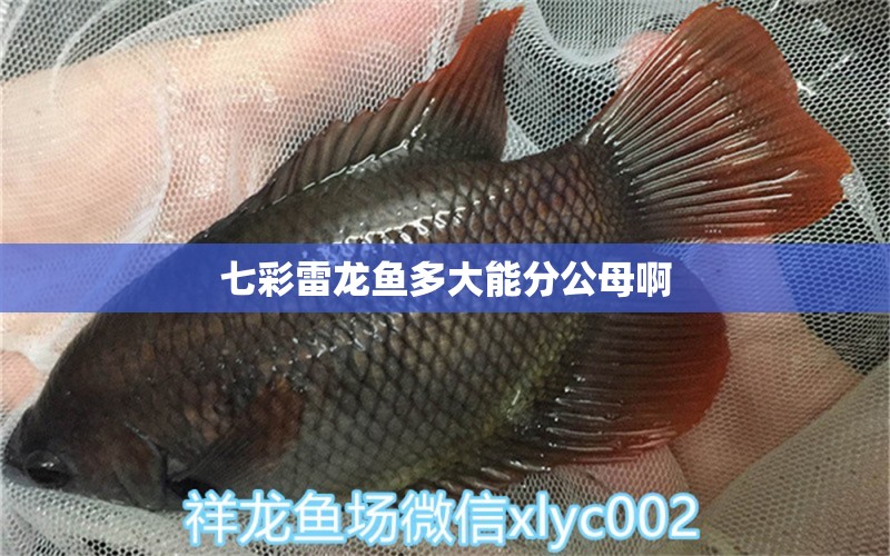 七彩雷龍魚多大能分公母啊