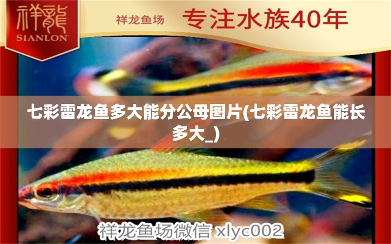 七彩雷龍魚多大能分公母圖片(七彩雷龍魚能長多大_) 錦鯉池魚池建設