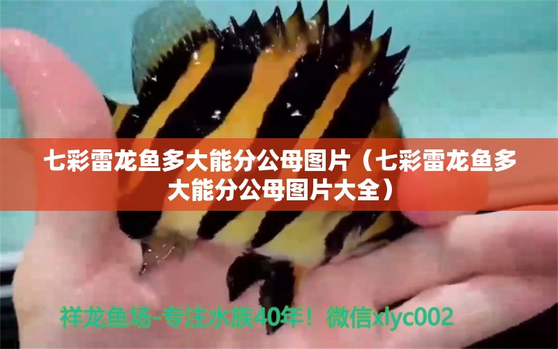 七彩雷龍魚多大能分公母圖片（七彩雷龍魚多大能分公母圖片大全） 廣州龍魚批發(fā)市場