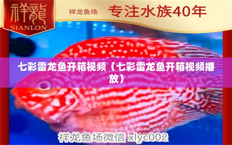 七彩雷龍魚開箱視頻（七彩雷龍魚開箱視頻播放） 豹紋夫魚苗