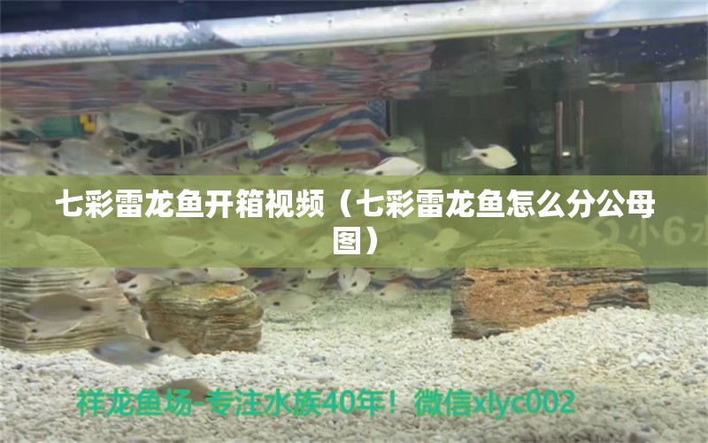 七彩雷龍魚(yú)開(kāi)箱視頻（七彩雷龍魚(yú)怎么分公母圖）