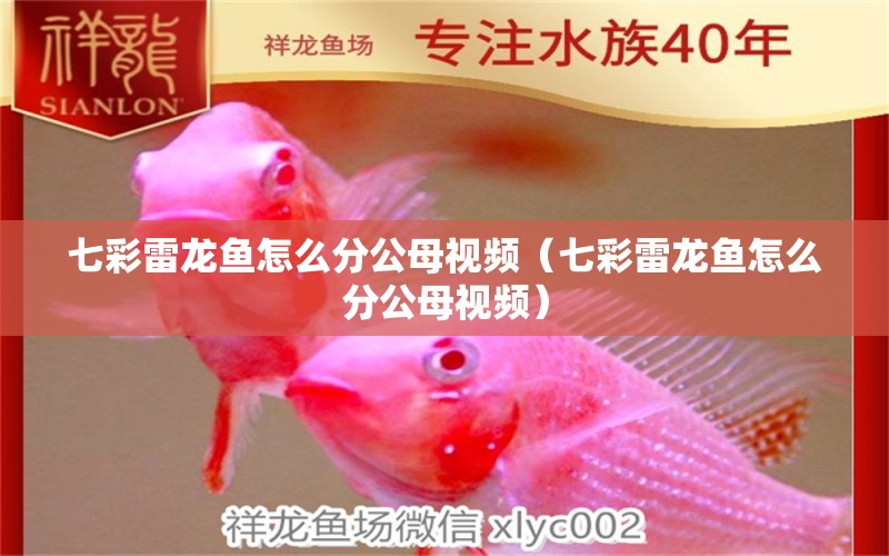 七彩雷龍魚怎么分公母視頻（七彩雷龍魚怎么分公母視頻） 廣州龍魚批發(fā)市場(chǎng)