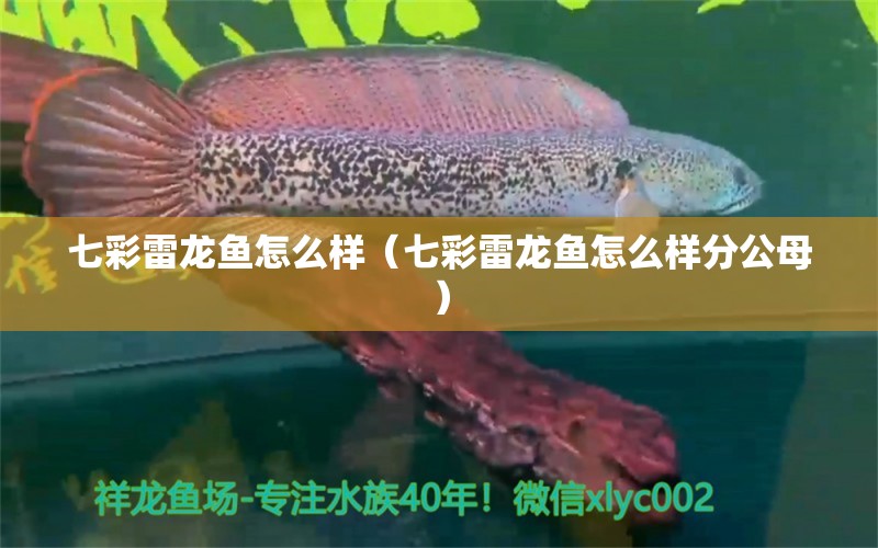 七彩雷龍魚怎么樣（七彩雷龍魚怎么樣分公母） 廣州龍魚批發(fā)市場