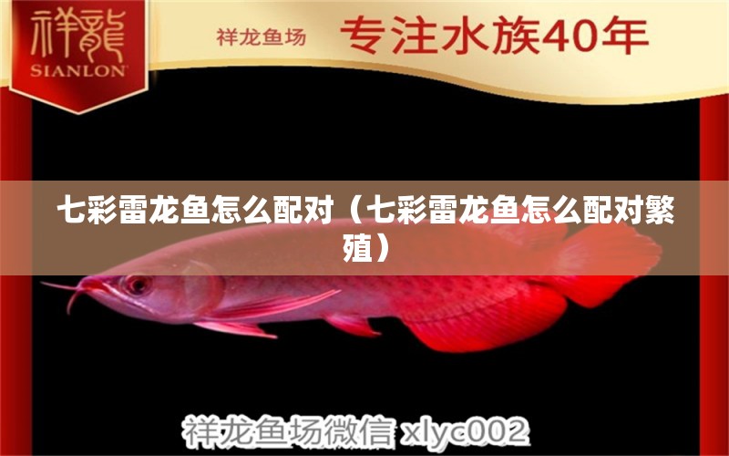 七彩雷龍魚怎么配對（七彩雷龍魚怎么配對繁殖）