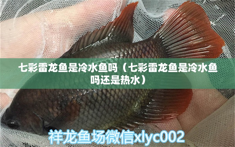 七彩雷龍魚是冷水魚嗎（七彩雷龍魚是冷水魚嗎還是熱水）