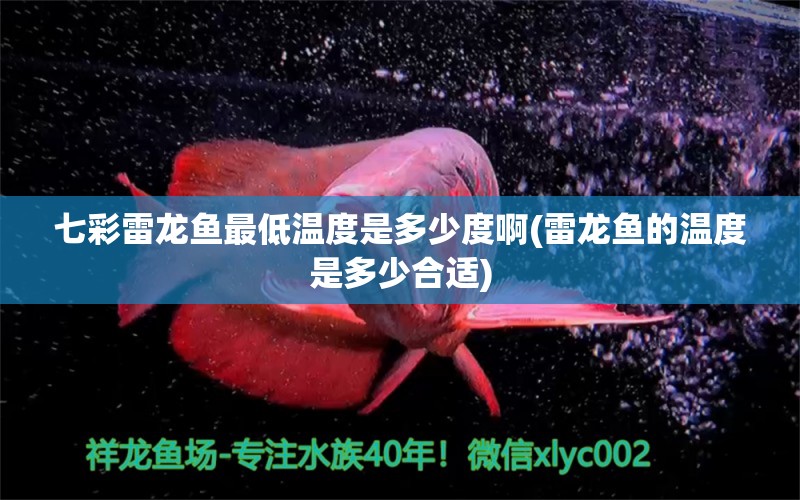 七彩雷龍魚最低溫度是多少度啊(雷龍魚的溫度是多少合適) 蘇虎苗（蘇門答臘虎魚苗）