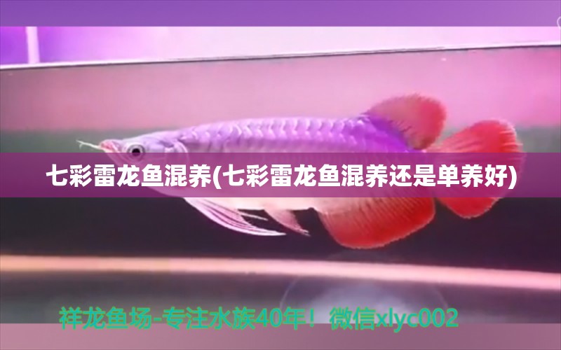 七彩雷龍魚(yú)混養(yǎng)(七彩雷龍魚(yú)混養(yǎng)還是單養(yǎng)好)