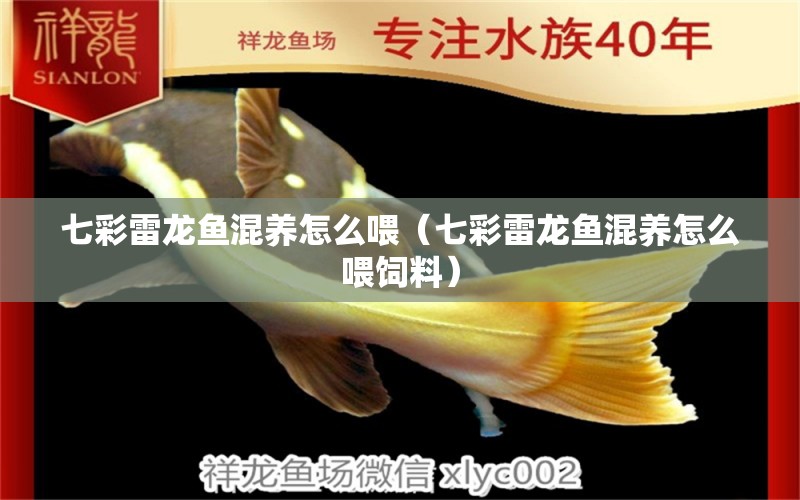 七彩雷龍魚混養(yǎng)怎么喂（七彩雷龍魚混養(yǎng)怎么喂飼料） 金三間魚