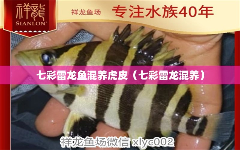 七彩雷龍魚混養(yǎng)虎皮（七彩雷龍混養(yǎng)）