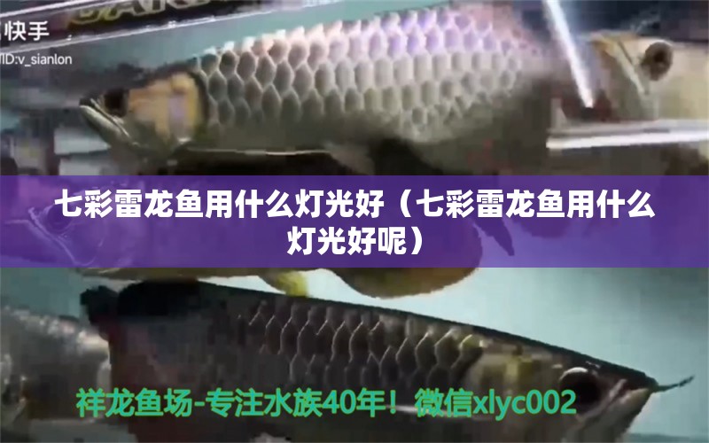 七彩雷龍魚用什么燈光好（七彩雷龍魚用什么燈光好呢）