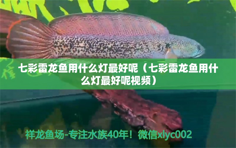 七彩雷龍魚用什么燈最好呢（七彩雷龍魚用什么燈最好呢視頻） 廣州龍魚批發(fā)市場