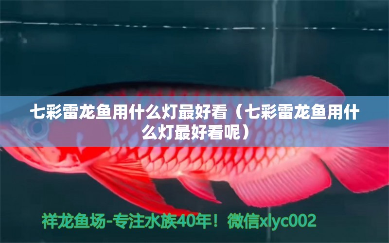 七彩雷龍魚用什么燈最好看（七彩雷龍魚用什么燈最好看呢） 廣州龍魚批發(fā)市場(chǎng)