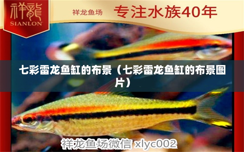 七彩雷龍魚缸的布景（七彩雷龍魚缸的布景圖片）