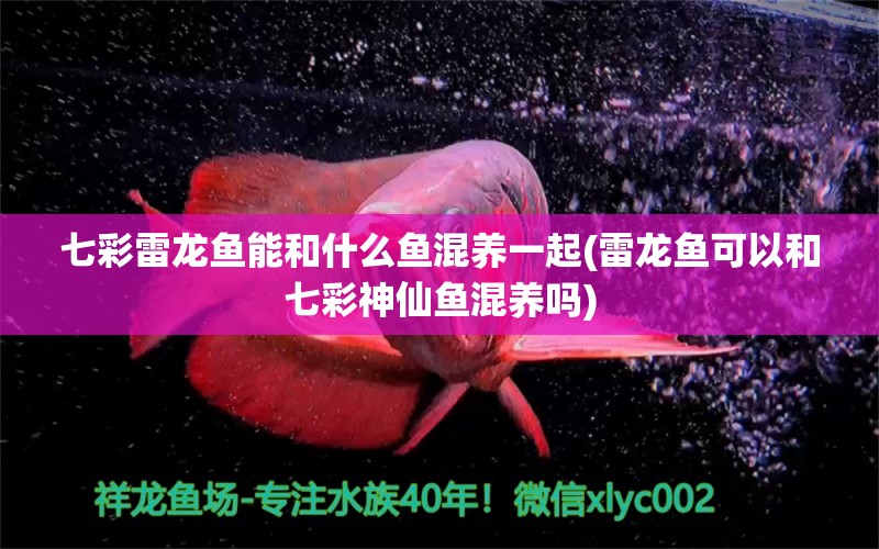 七彩雷龍魚能和什么魚混養(yǎng)一起(雷龍魚可以和七彩神仙魚混養(yǎng)嗎)