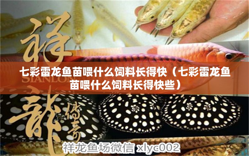 七彩雷龍魚苗喂什么飼料長得快（七彩雷龍魚苗喂什么飼料長得快些）