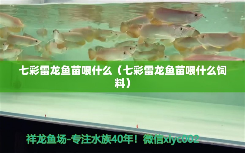 七彩雷龍魚苗喂什么（七彩雷龍魚苗喂什么飼料）