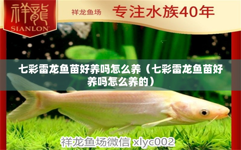 七彩雷龍魚苗好養(yǎng)嗎怎么養(yǎng)（七彩雷龍魚苗好養(yǎng)嗎怎么養(yǎng)的） 廣州龍魚批發(fā)市場(chǎng)