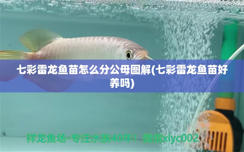 七彩雷龍魚苗怎么分公母圖解(七彩雷龍魚苗好養(yǎng)嗎) 南美異形觀賞魚