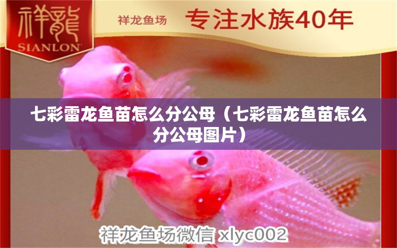 七彩雷龍魚苗怎么分公母（七彩雷龍魚苗怎么分公母圖片）