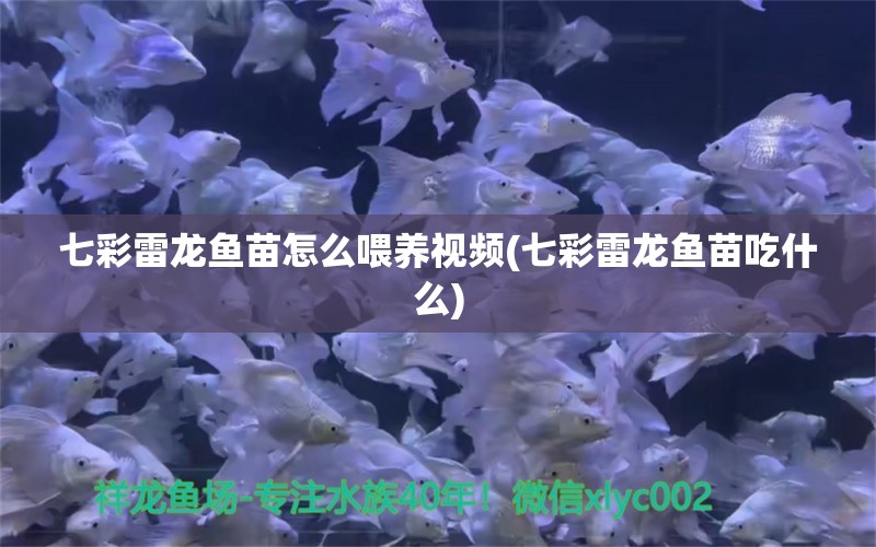 七彩雷龍魚苗怎么喂養(yǎng)視頻(七彩雷龍魚苗吃什么) 斯維尼關刀魚