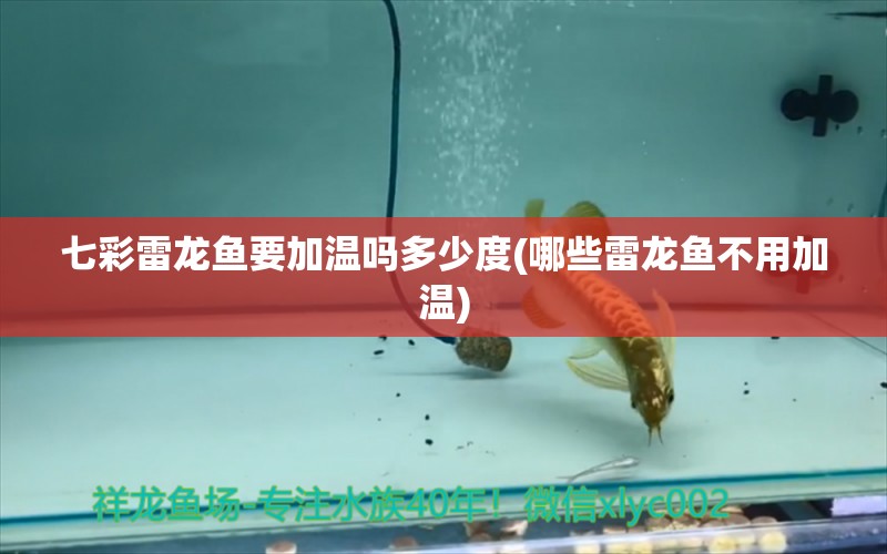 七彩雷龍魚要加溫嗎多少度(哪些雷龍魚不用加溫) 魚缸水質(zhì)穩(wěn)定劑