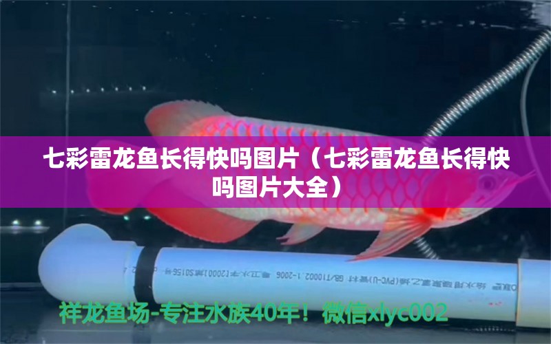 七彩雷龍魚長得快嗎圖片（七彩雷龍魚長得快嗎圖片大全） 廣州龍魚批發(fā)市場