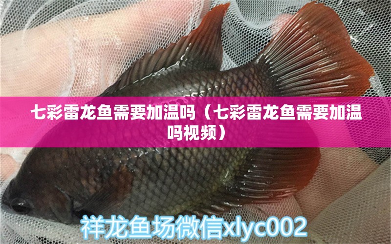 七彩雷龍魚需要加溫嗎（七彩雷龍魚需要加溫嗎視頻） 廣州龍魚批發(fā)市場(chǎng)