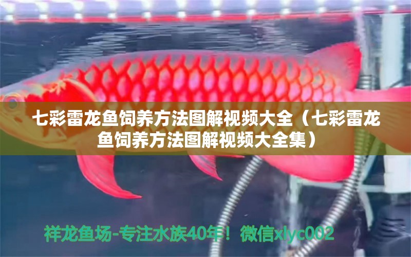 七彩雷龍魚飼養(yǎng)方法圖解視頻大全（七彩雷龍魚飼養(yǎng)方法圖解視頻大全集） 廣州龍魚批發(fā)市場