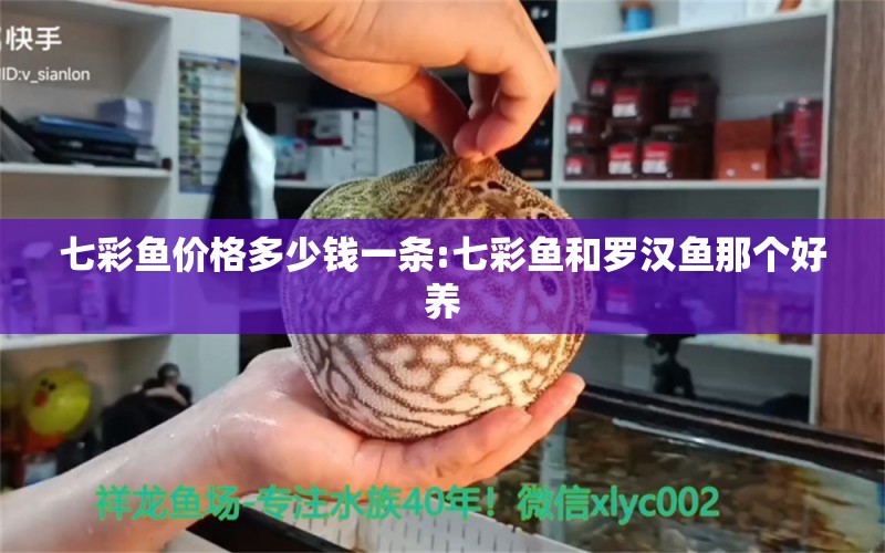 七彩魚價格多少錢一條:七彩魚和羅漢魚那個好養(yǎng)