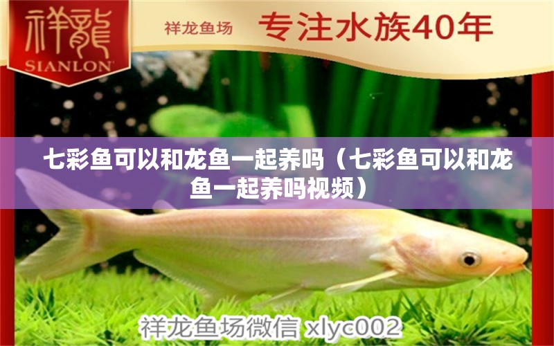 七彩魚可以和龍魚一起養(yǎng)嗎（七彩魚可以和龍魚一起養(yǎng)嗎視頻）