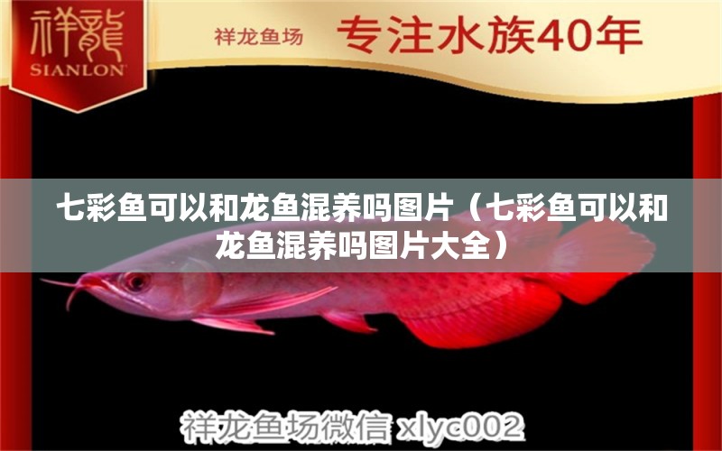 七彩魚可以和龍魚混養(yǎng)嗎圖片（七彩魚可以和龍魚混養(yǎng)嗎圖片大全）