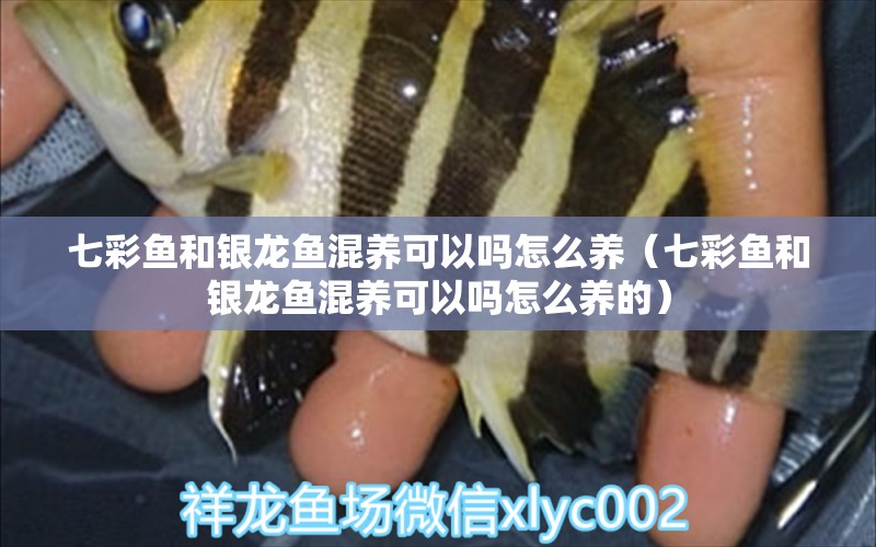 七彩魚和銀龍魚混養(yǎng)可以嗎怎么養(yǎng)（七彩魚和銀龍魚混養(yǎng)可以嗎怎么養(yǎng)的）