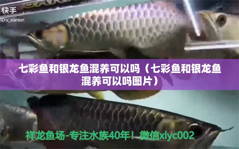 七彩魚和銀龍魚混養(yǎng)可以嗎（七彩魚和銀龍魚混養(yǎng)可以嗎圖片）