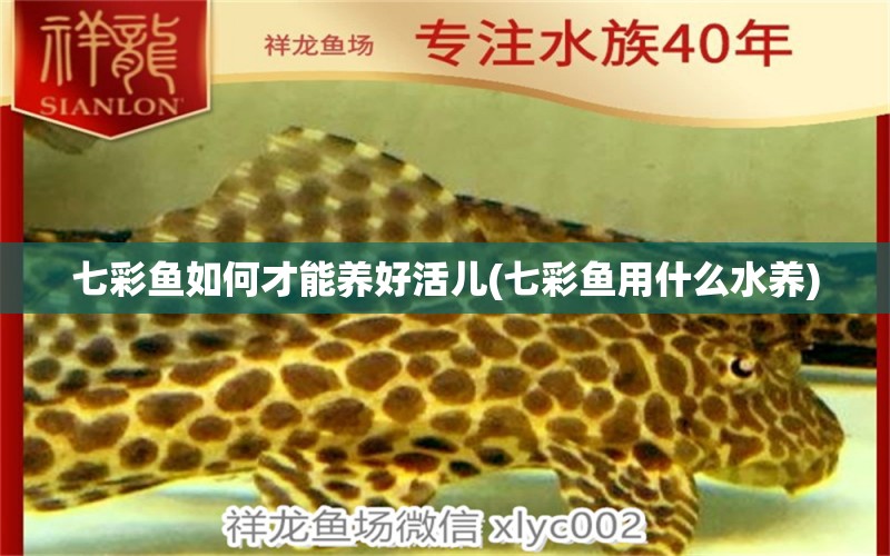 七彩魚如何才能養(yǎng)好活兒(七彩魚用什么水養(yǎng)) 圖騰金龍魚