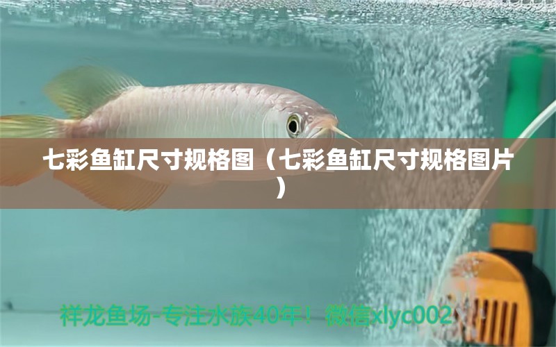 七彩魚(yú)缸尺寸規(guī)格圖（七彩魚(yú)缸尺寸規(guī)格圖片） 白子銀龍苗（黃化銀龍苗）