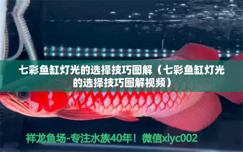 七彩魚缸燈光的選擇技巧圖解（七彩魚缸燈光的選擇技巧圖解視頻） 祥龍水族醫(yī)院