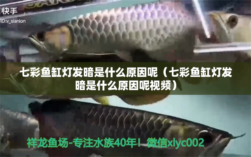 七彩魚缸燈發(fā)暗是什么原因呢（七彩魚缸燈發(fā)暗是什么原因呢視頻） 白化火箭