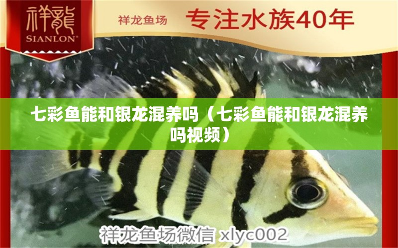 七彩魚能和銀龍混養(yǎng)嗎（七彩魚能和銀龍混養(yǎng)嗎視頻）